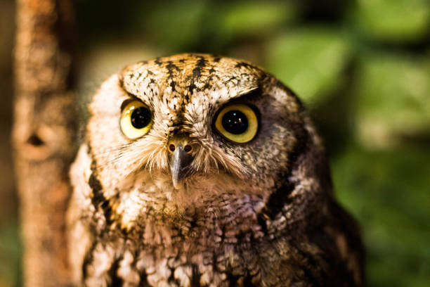 istock Owl in Tokyo 1181864616