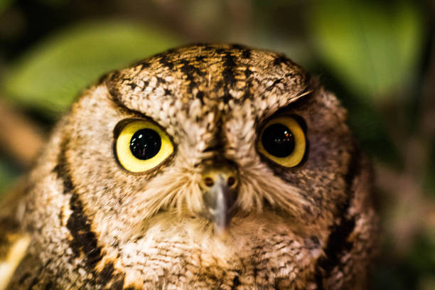 istock Owl in Tokyo 1181864617