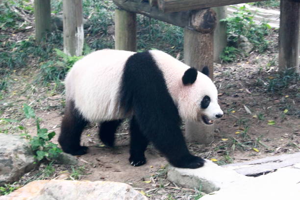 Portrait of panda