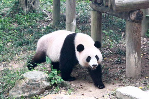 istock Portrait of panda 1181865815