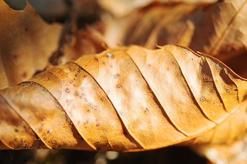 Macro photo of a dry leaf.