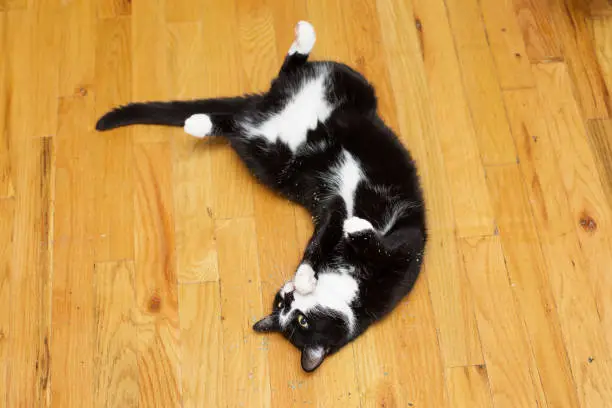 Tuxedo cat rolling on hardwood floor covered in cat nip.