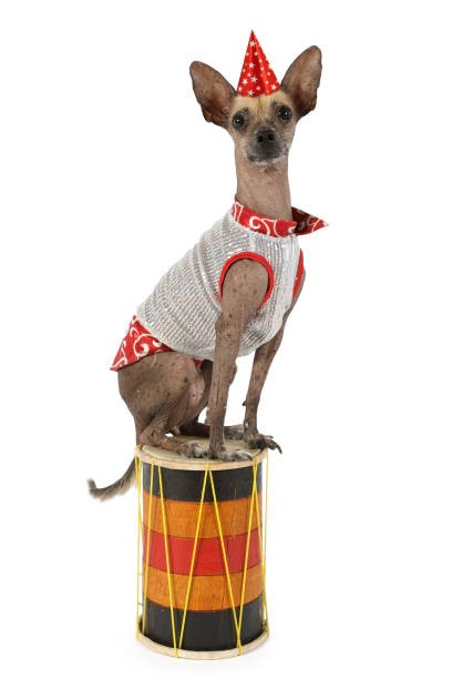 istock Xoloitzcuintle dog sitting on the drum 1181866356