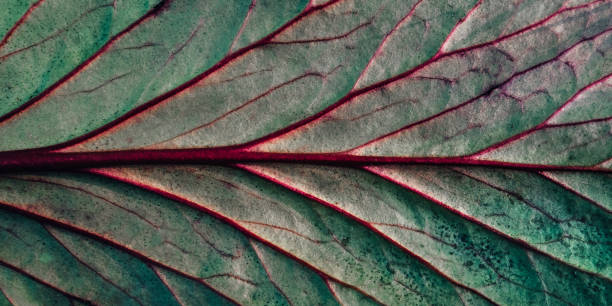 istock Bright green red leaves top view minimalistic background 1181867280