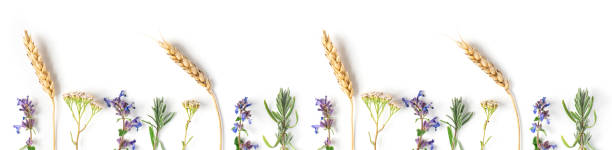 istock Medicinal herbs lavender, catnip, yarrow on a white background 1181867626
