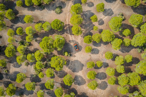 Road with car in forest from above