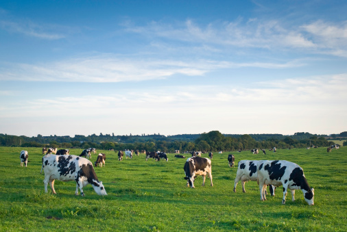 Healthy livestock feeding in lush rural environment.
