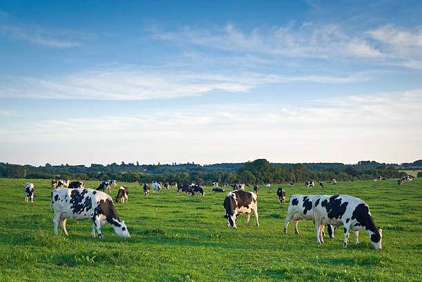 Friendly Friesians Healthy livestock feeding in lush rural environment. dairy stock pictures, royalty-free photos & images