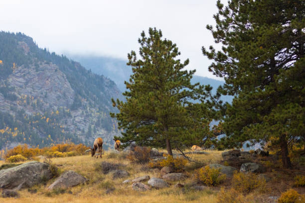 istock Elk Herd on a Beautiful Rocky Mountain Evening 1181873725