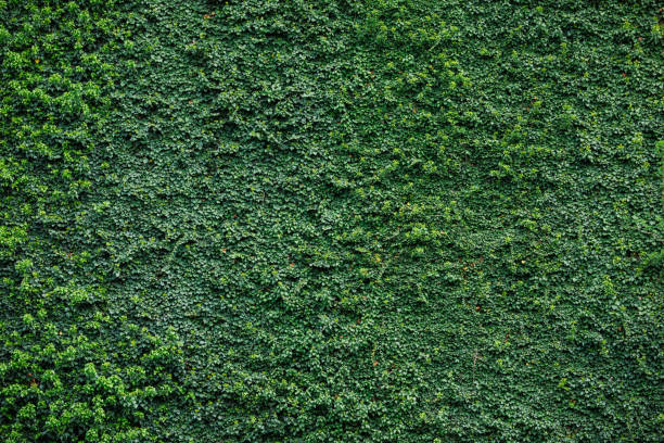 istock Wall covered by climbing plant textured background 1181874283