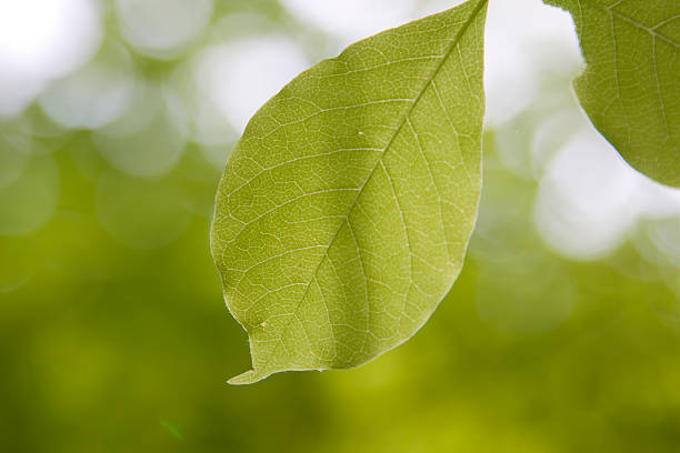 Spring Leaf stock photo