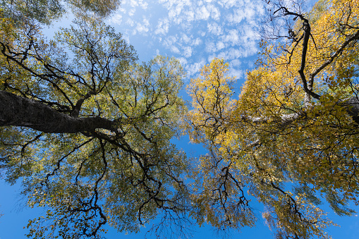 A forest of fir trees in winter seen from below. Image in high definition quality.