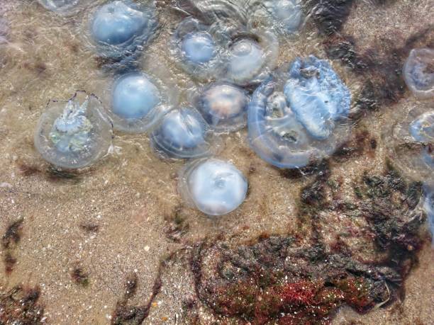 istock Dead big jellyfish by the sea 1181879759
