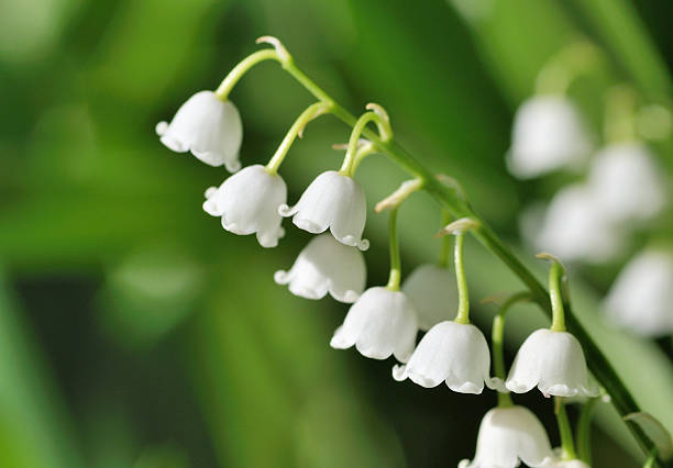 uma pequena planta verde com lírios - lily of the valley - fotografias e filmes do acervo