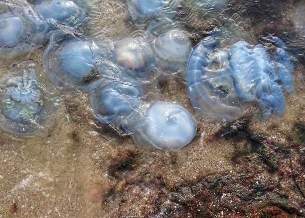 istock Dead big jellyfish by the sea 1181880837