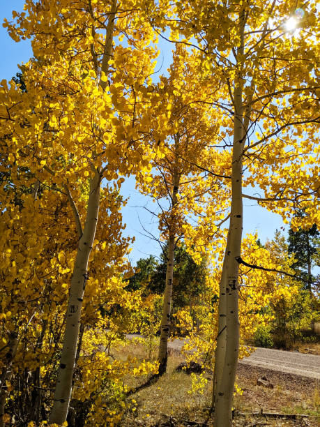 istock Backlit quaking aspens and polar trees turning color on a hillside in the autumn on the Markagunt Plateau above Kolob Reservoir  in Zion National Park Utah 1181882607