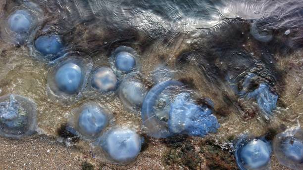 istock Dead big jellyfish by the sea 1181882692