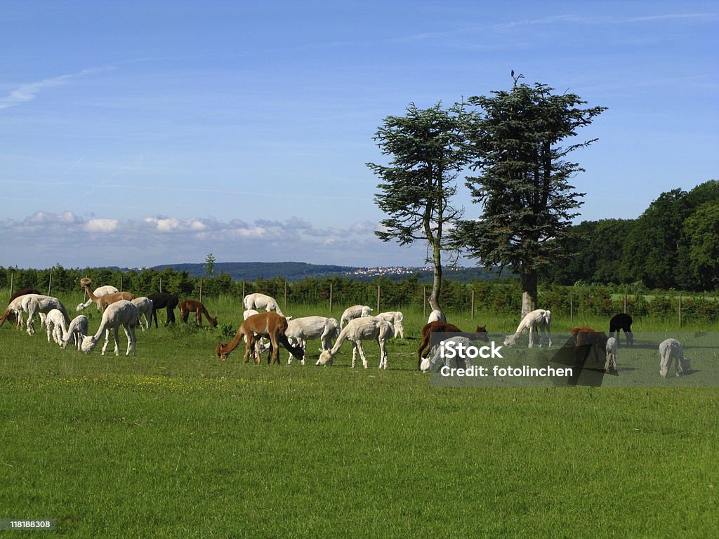 Alpakas auf Grasen land - Lizenzfrei Alpaka Stock-Foto