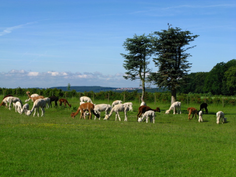 Alpacas on grazing land
