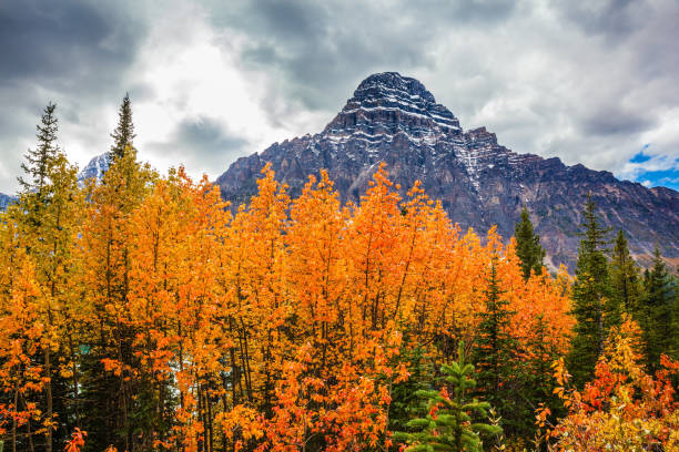 istock Canadian Rockies 1181886467