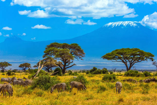 istock Desert acacia in the savanna 1181886491