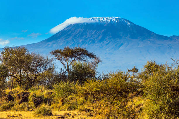 istock Desert acacia in the savanna 1181886495