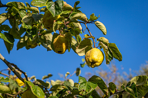 persimmon tree