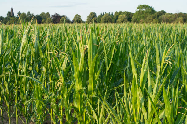 istock Young corn plants in the summer evening light. 1181887923