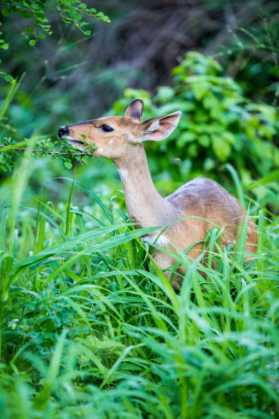 istock Nyala female eating 1181888010