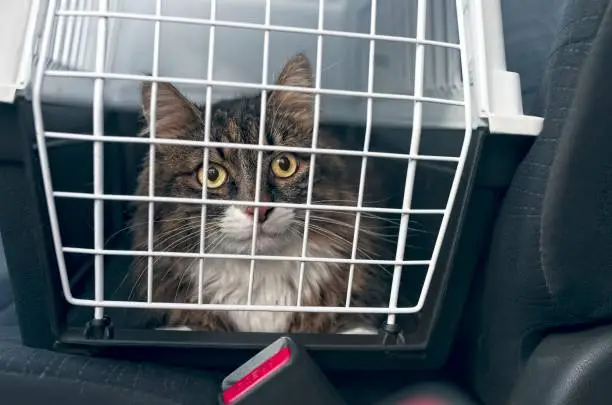 Photo of Tabby cat in a pet carrier stands on the passenger seat in a car.
