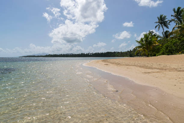 istock Paradise in Dominican Republic 1181890837