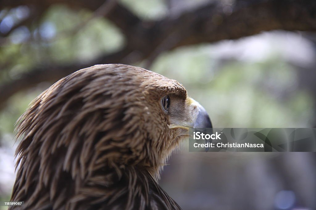 Eagle Eye (series)  Aerodynamic Stock Photo