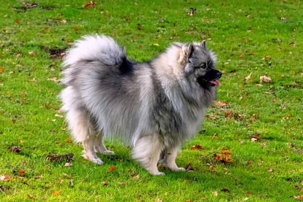 keeshond plush