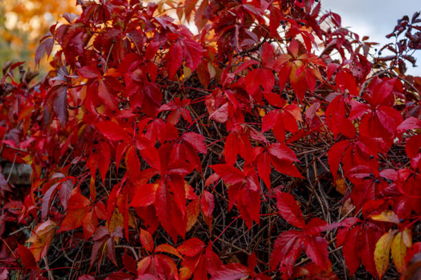 istock Red autumn ivy leaves 1181893455