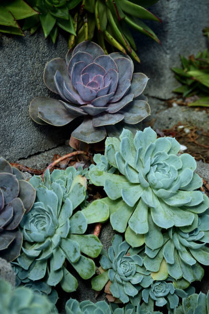 istock purple and green echeveria elegans plants 1181894636