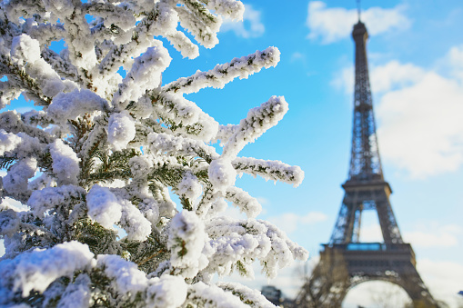 Christmas tree covered with snow near the Eiffel tower in Paris. Celebrating seasonal holidays in France