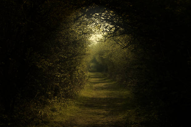 istock Tunnel of Trees 1181896231