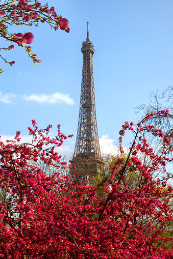 Spring in Paris. The Eiffel Tower