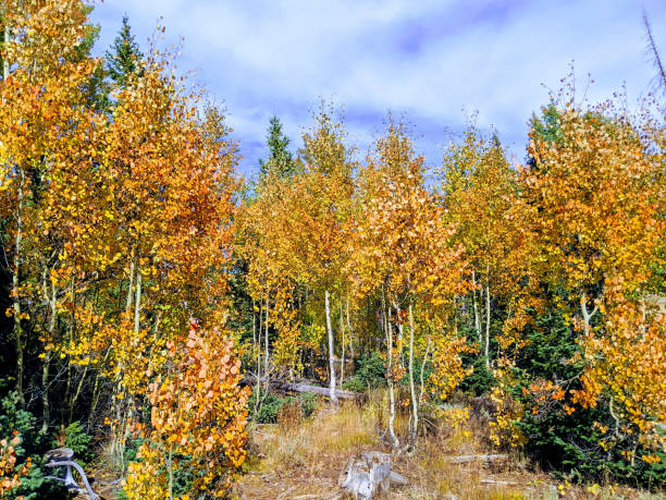 Aspen turning orange and yellow in autumn along Kolob terrace Road in Zion National Park Utah Aspen turning orange and yellow in autumn along Kolob terrace Road in Zion National Park Utah birch gold group reviews us stock pictures, royalty-free photos & images