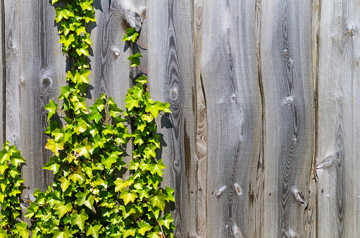 The photo shows a weathered wooden fence with leaves