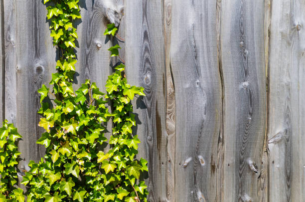 Wooden wall with ivy stock photo
