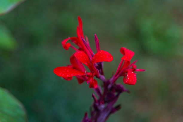 istock Red flower with water drops. 1181897378