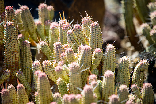 Narrow cactus in sunlight outdoors in San Diego, California,