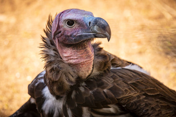1,000+ Nubian Vulture Stock Photos, Pictures & Royalty-Free Images