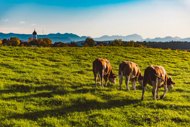 vacas felices en osterseen con los alpes bávaros en el horizonte, alemania - bavaria wetterstein mountains nature european alps fotografías e imágenes de stock