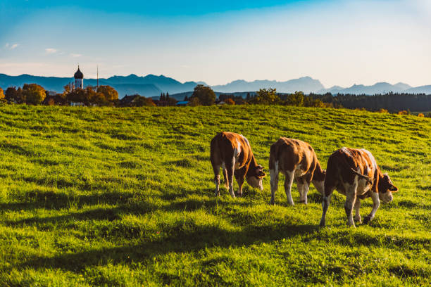 vacas felizes em osterseen com os alpes bávaros no horizonte, alemanha - zugspitze mountain bavaria mountain germany - fotografias e filmes do acervo