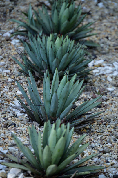 istock group of agave palmeri 1181897752