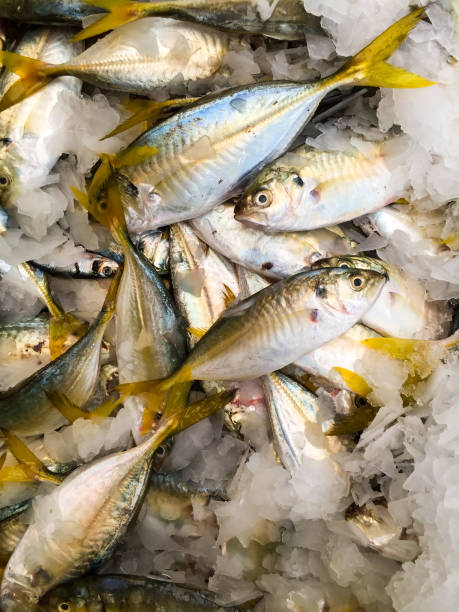 istock pile of fresh catch 1181897886