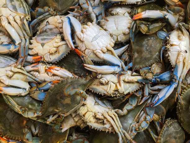 istock pile of fresh catch crabs 1181897889