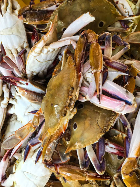 istock pile of fresh catch crabs 1181897920
